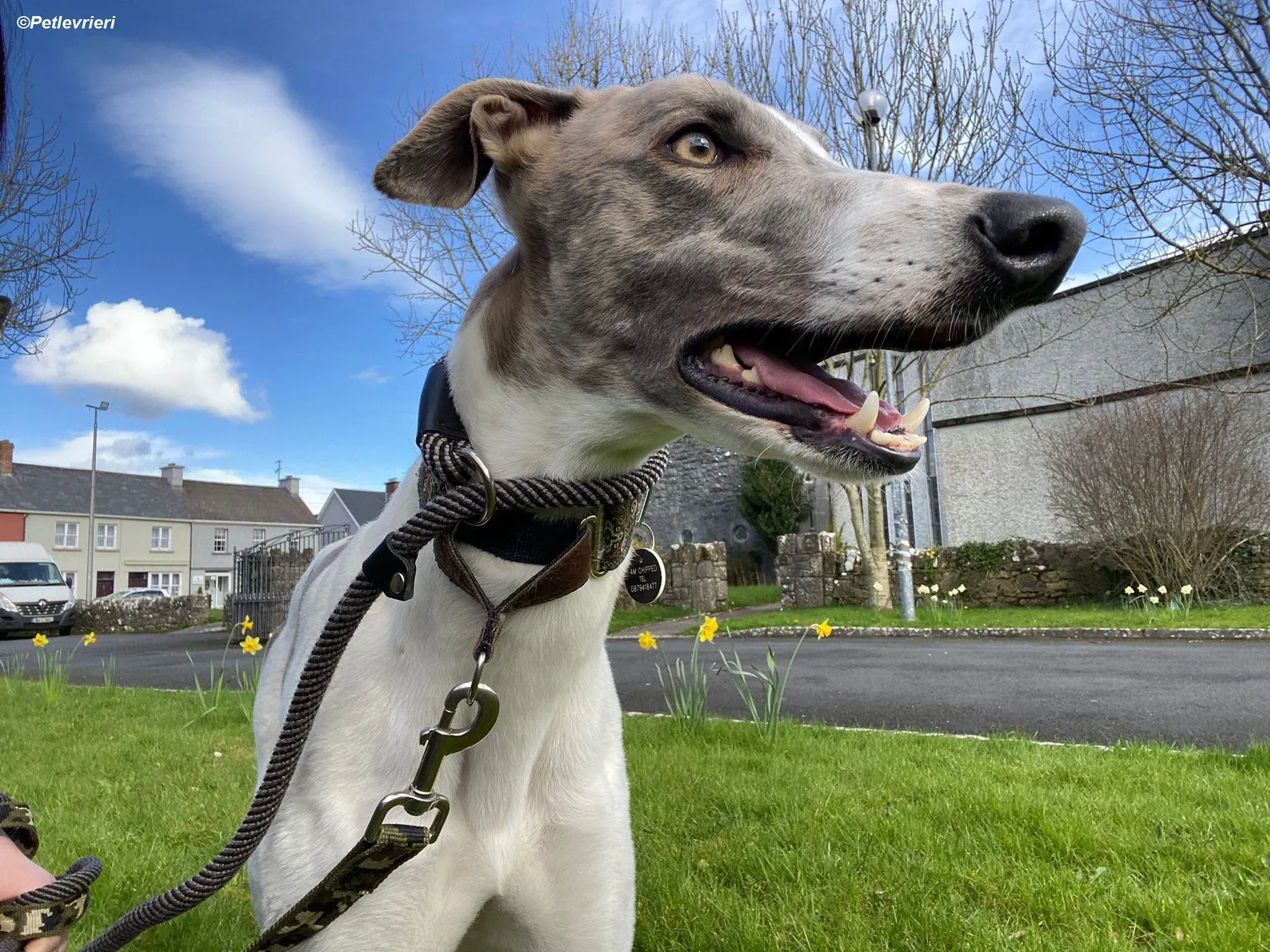 Norah adozione levrieri greyhound 33