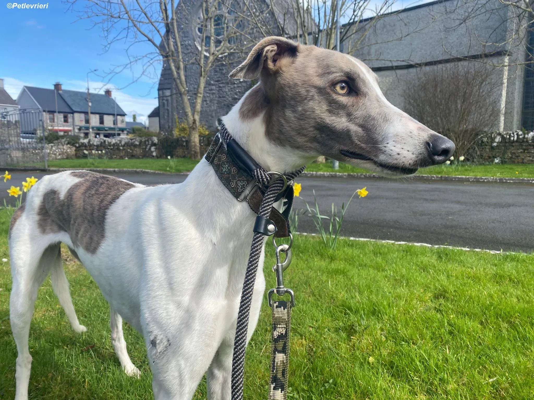 Norah adozione levrieri greyhound 34