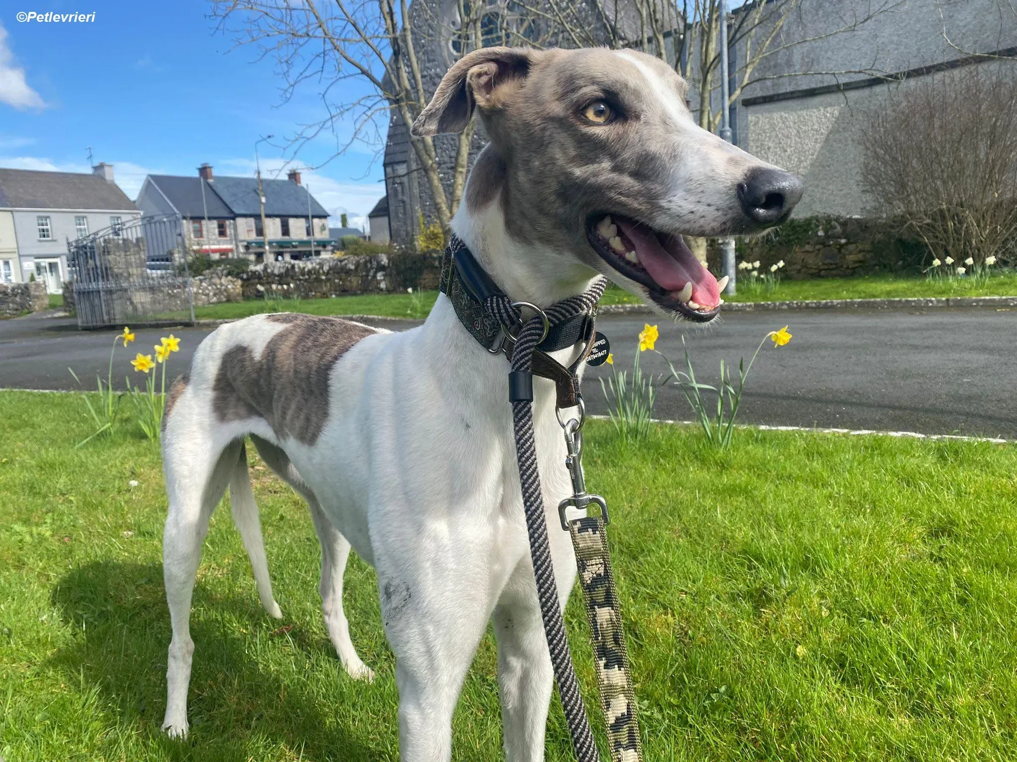 Norah adozione levrieri greyhound 35