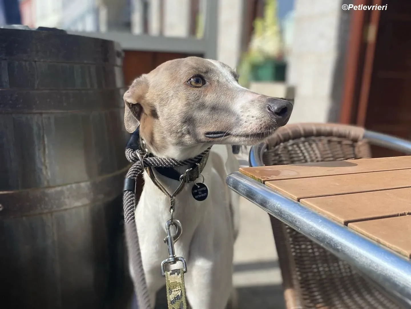 Norah adozione levrieri greyhound 36