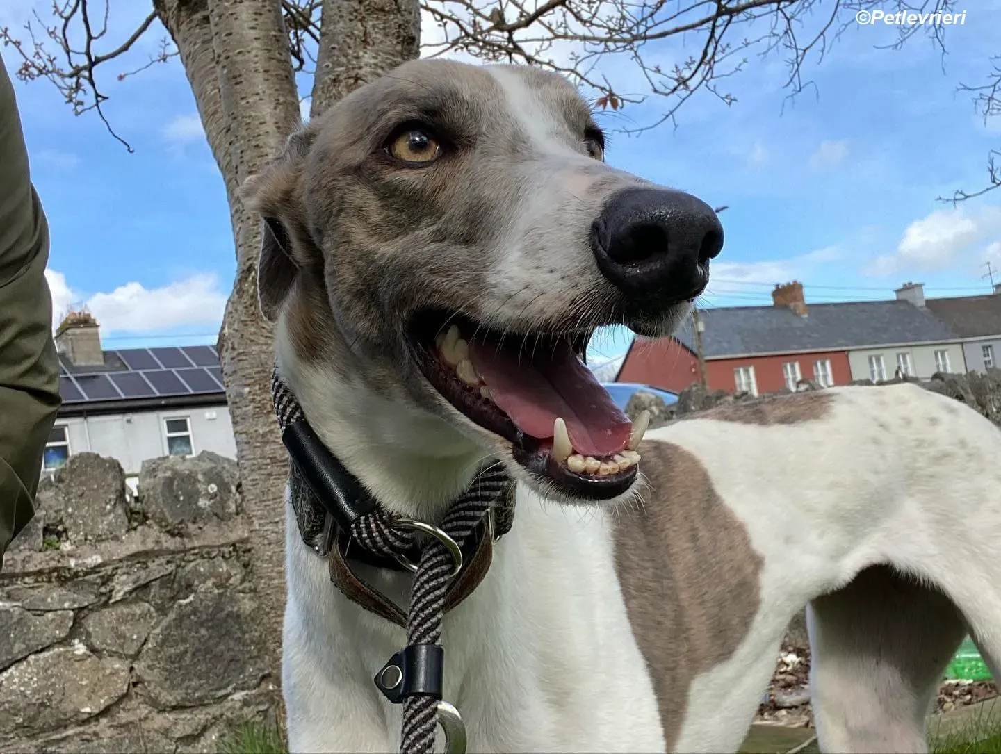 Norah adozione levrieri greyhound 37