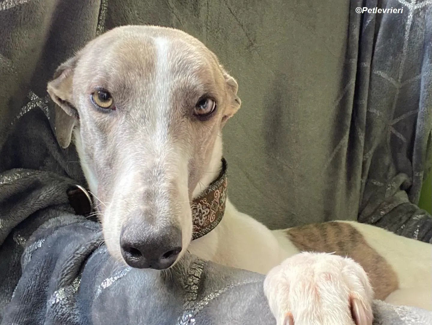 Norah adozione levrieri greyhound 38