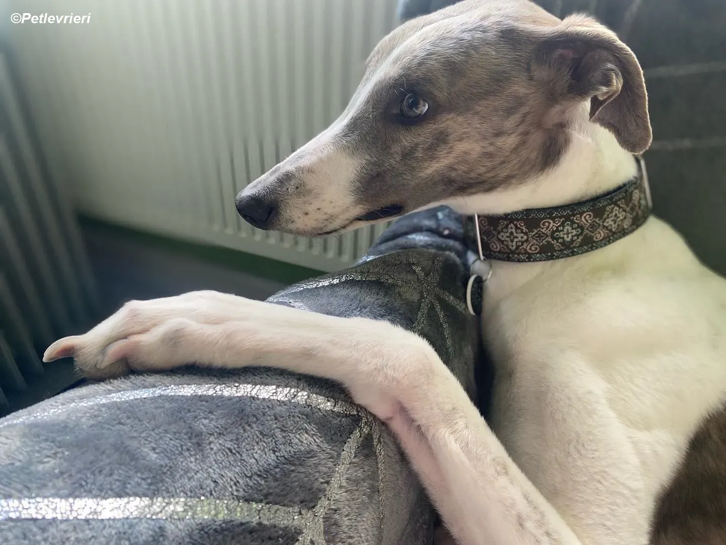 Norah adozione levrieri greyhound 39