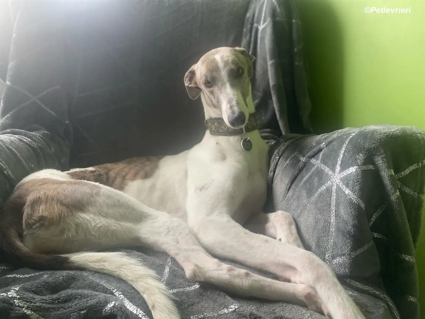 Norah adozione levrieri greyhound 40