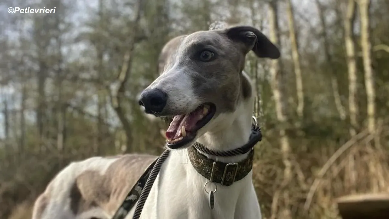 Norah adozione levrieri greyhound 41