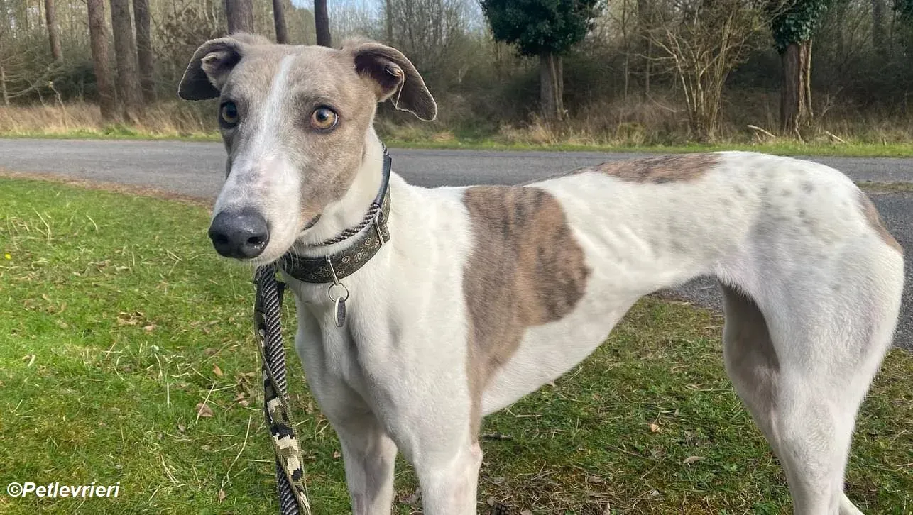 Norah adozione levrieri greyhound 42