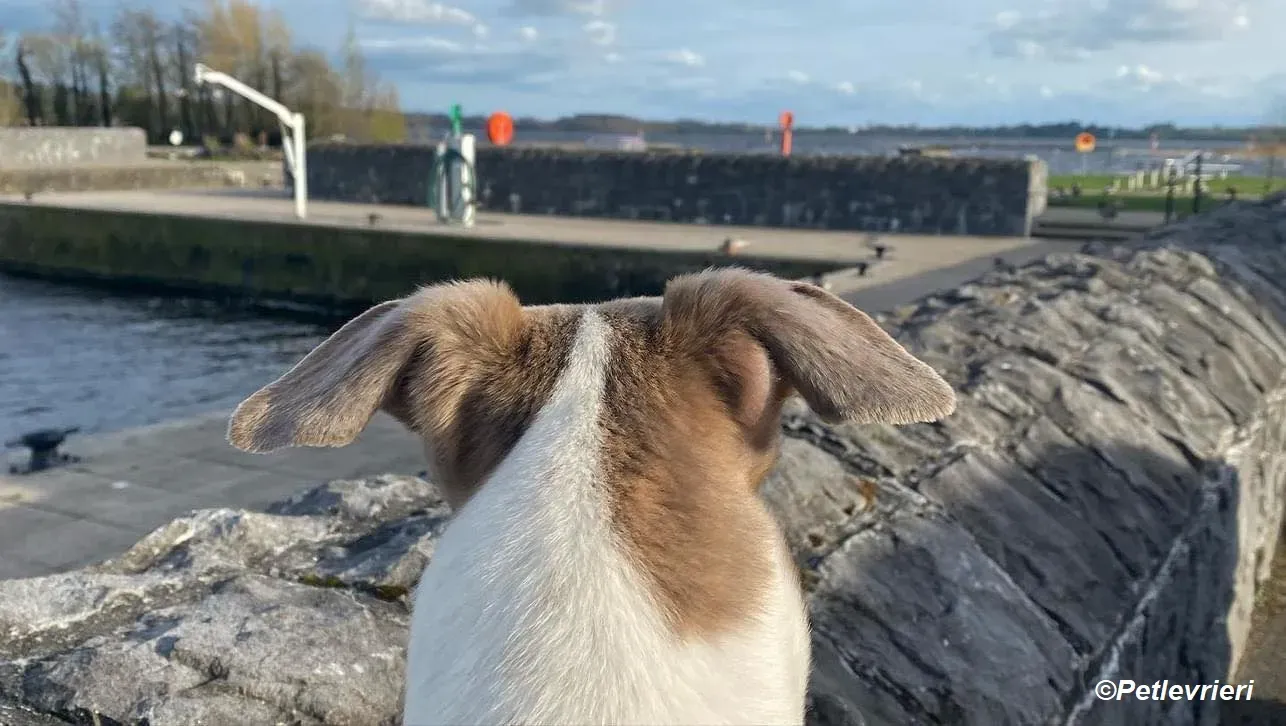 Norah adozione levrieri greyhound 43