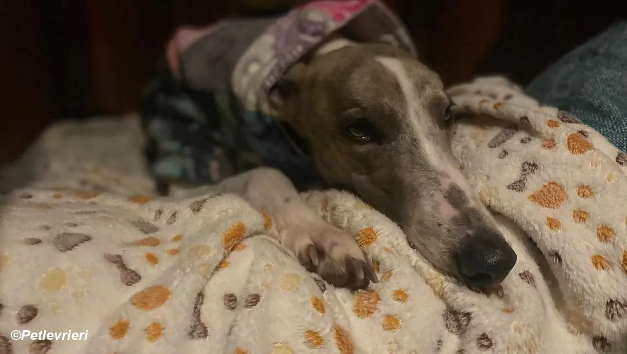 Norah adozione levrieri greyhound 44