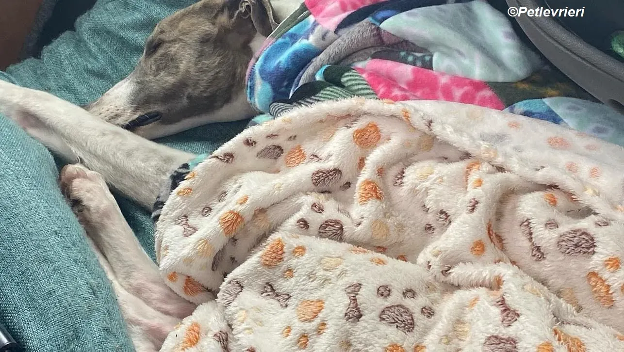 Norah adozione levrieri greyhound 45