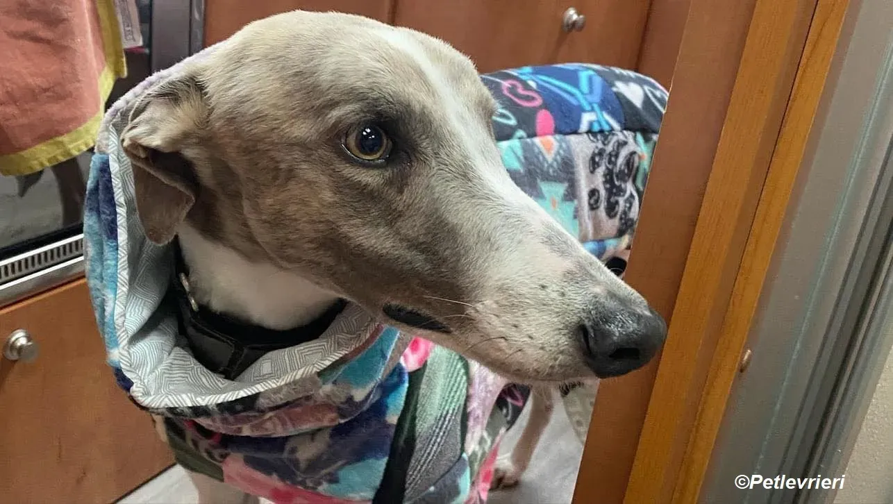 Norah adozione levrieri greyhound 46