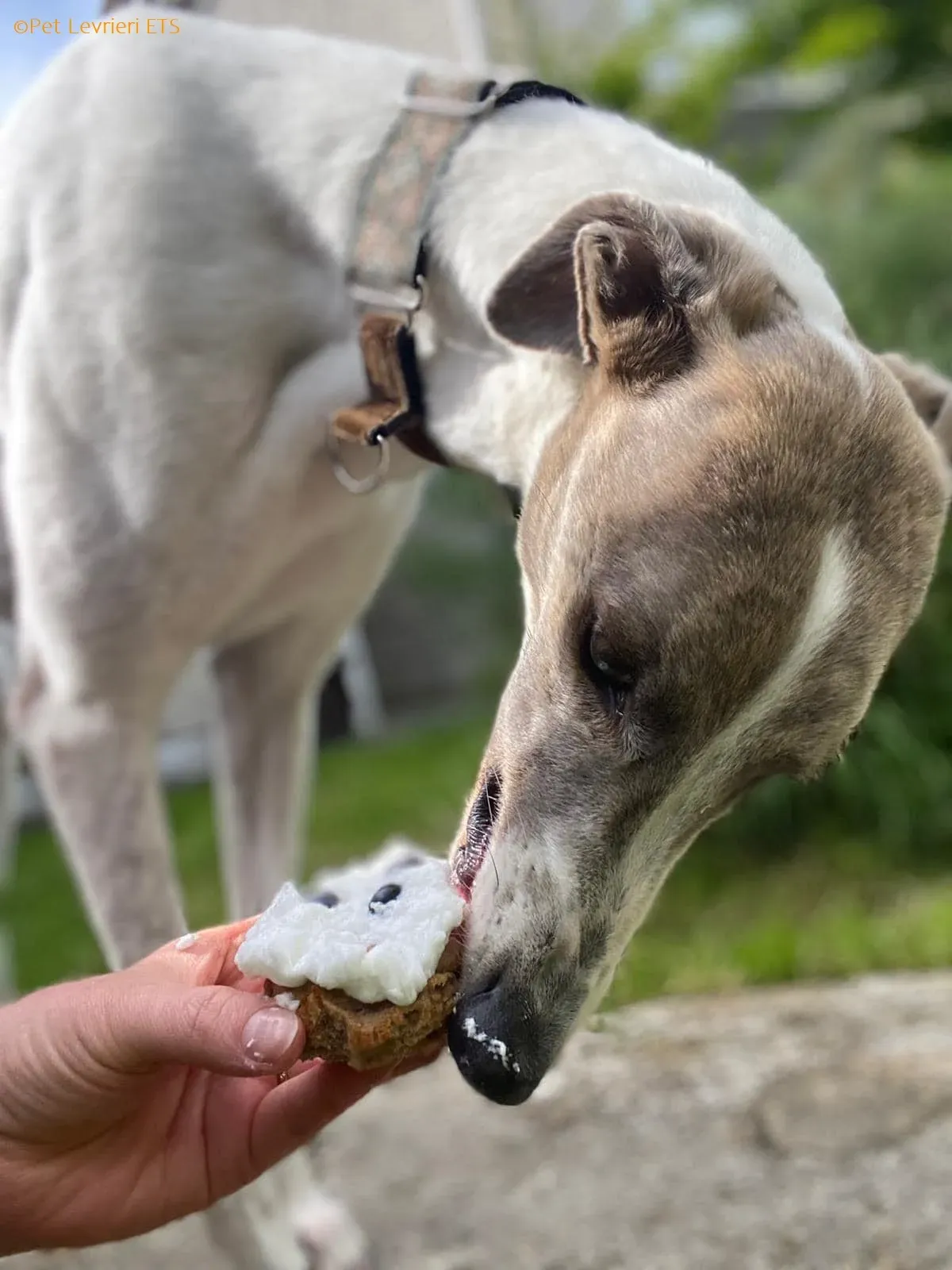 Norah adozione levrieri greyhound 47