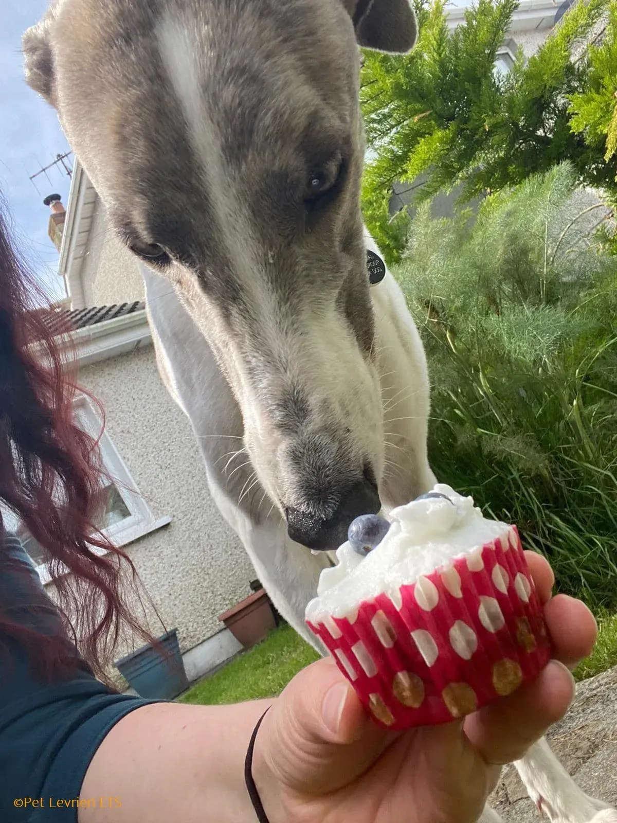 Norah adozione levrieri greyhound 48