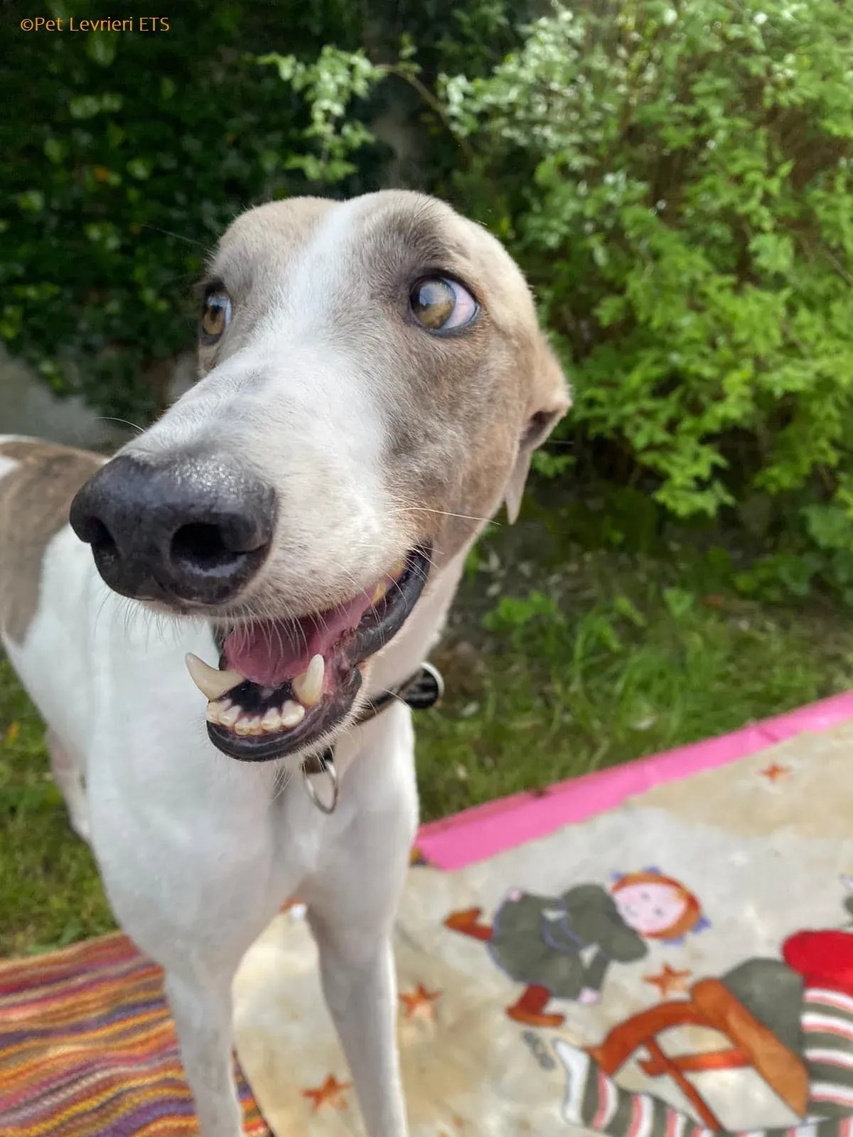 Norah adozione levrieri greyhound 49