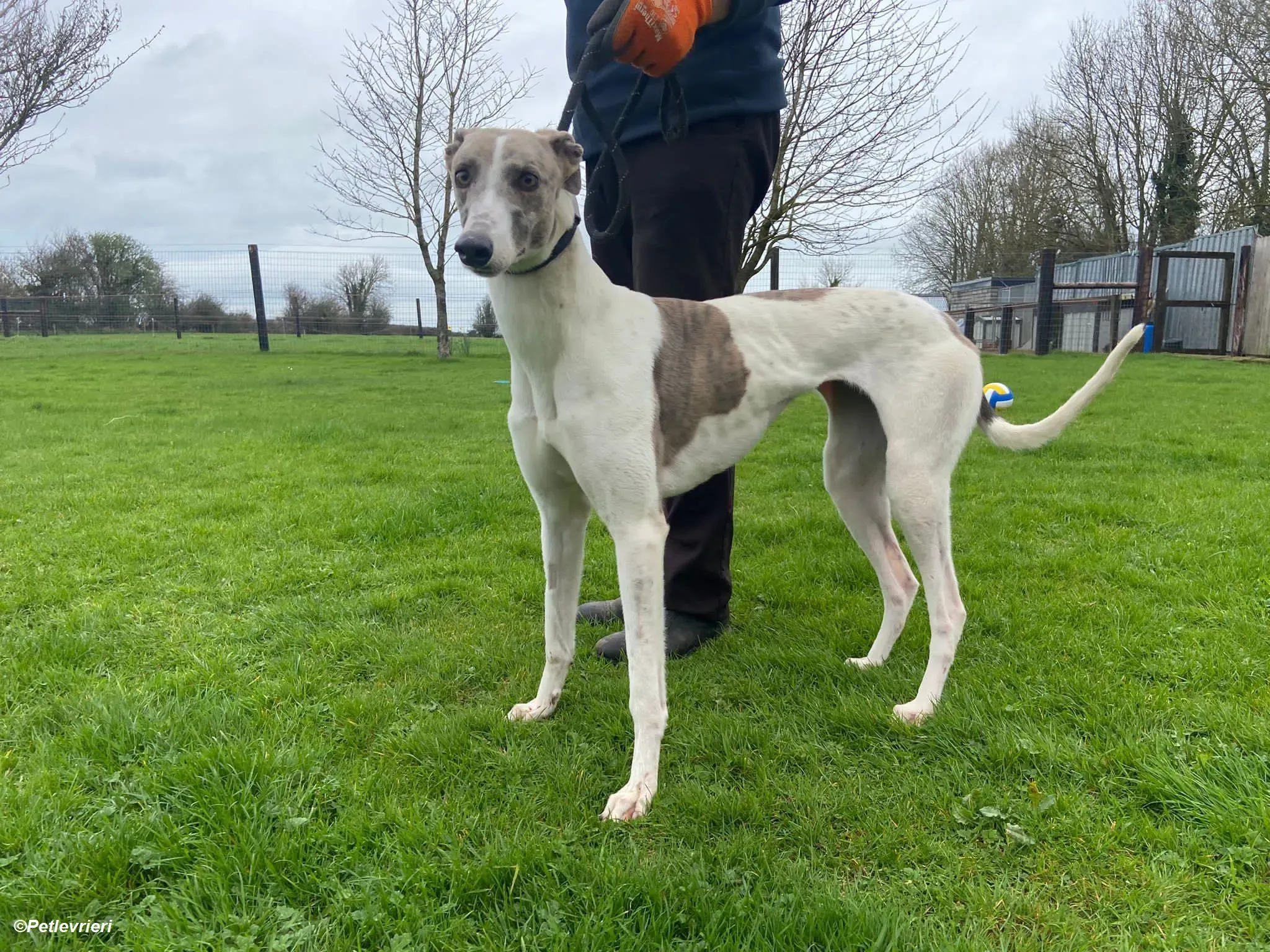 Norah adozione levrieri greyhound 5