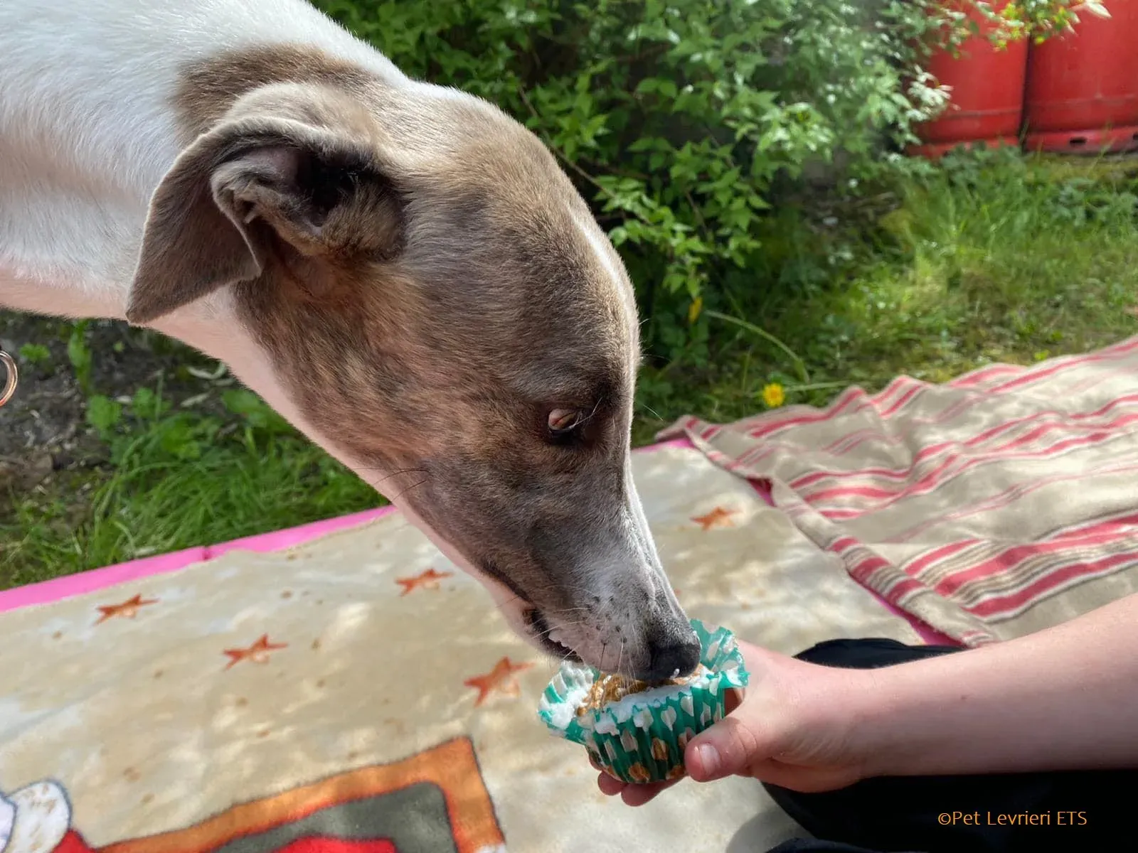 Norah adozione levrieri greyhound 50