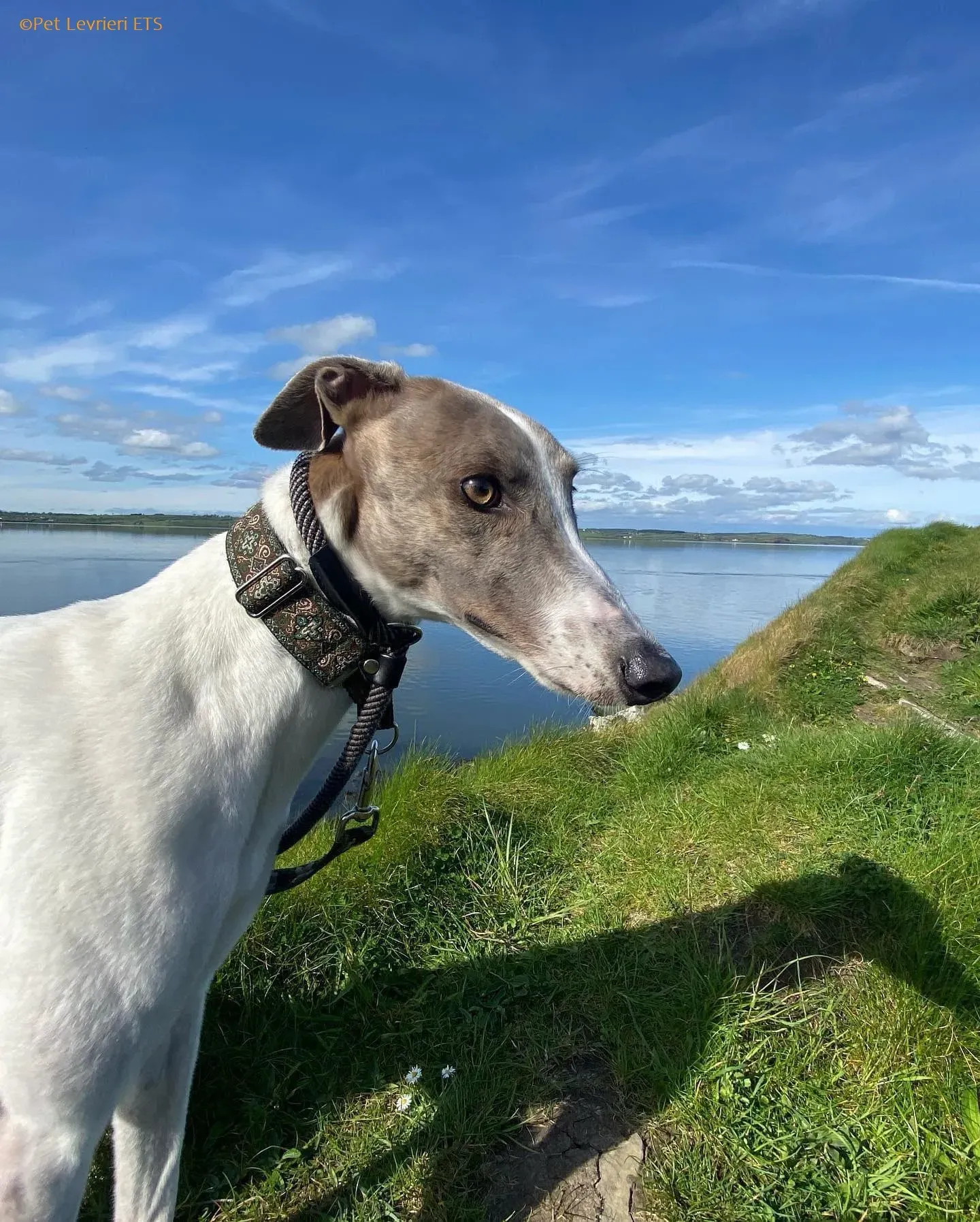 Norah adozione levrieri greyhound 51