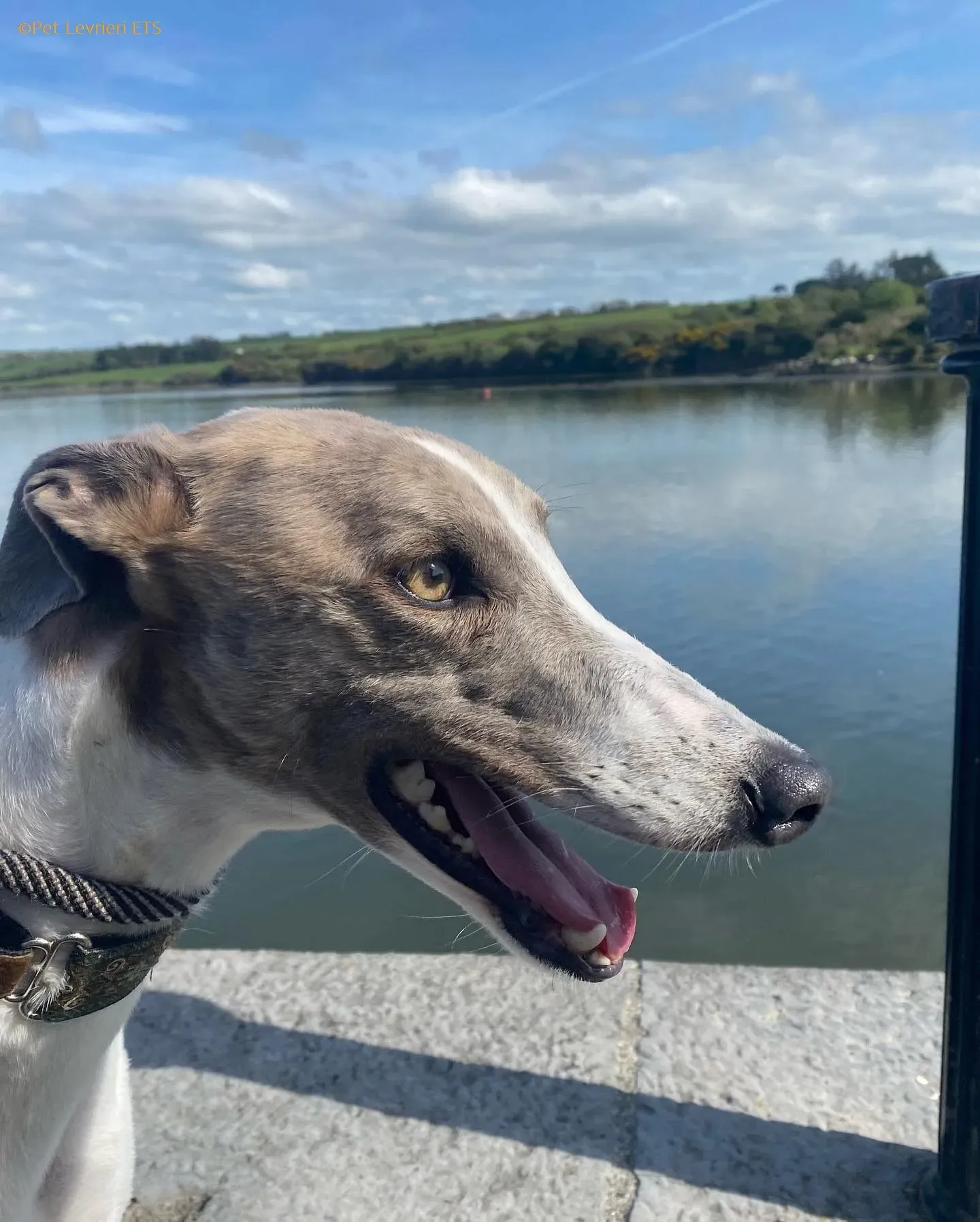 Norah adozione levrieri greyhound 52