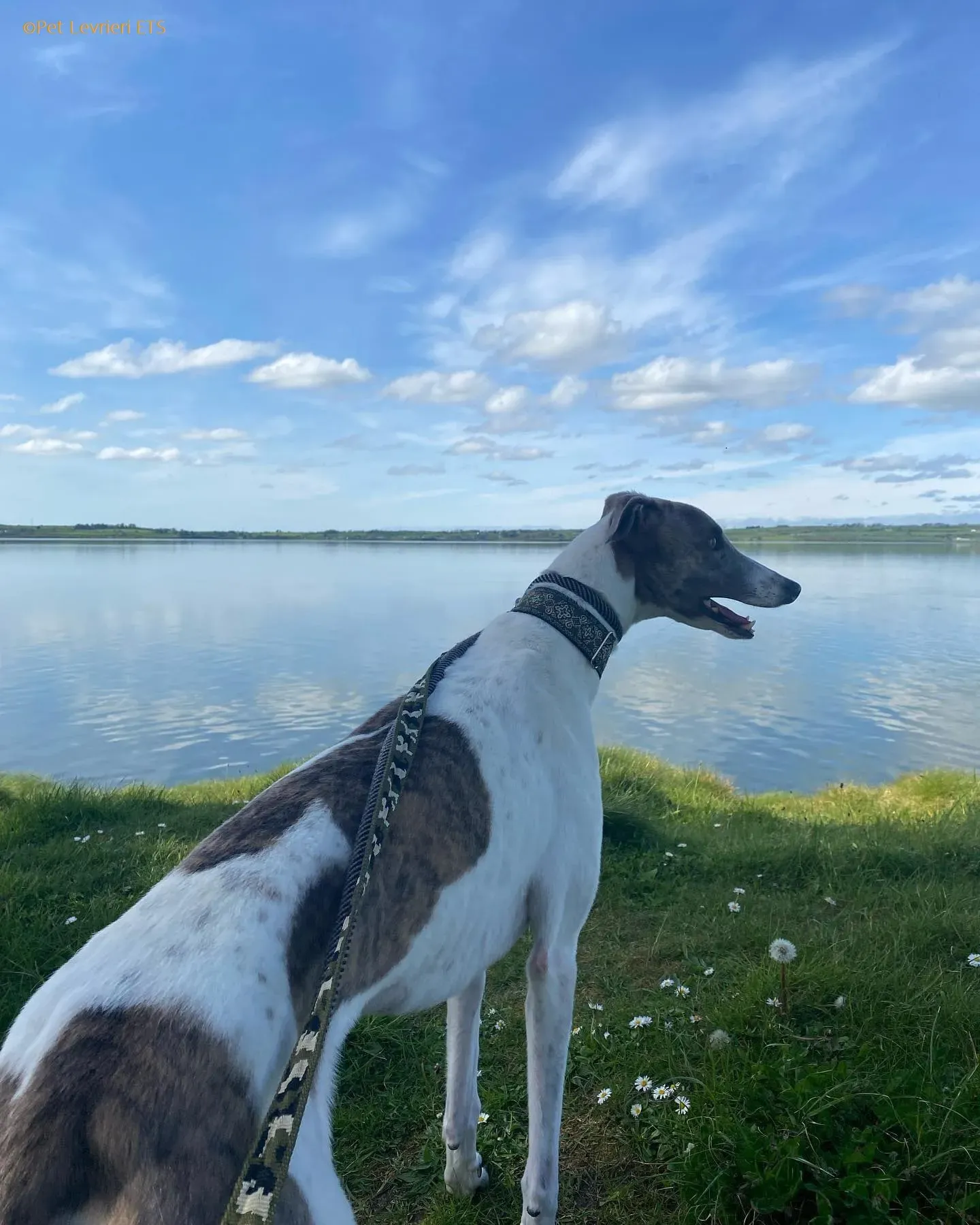 Norah adozione levrieri greyhound 53