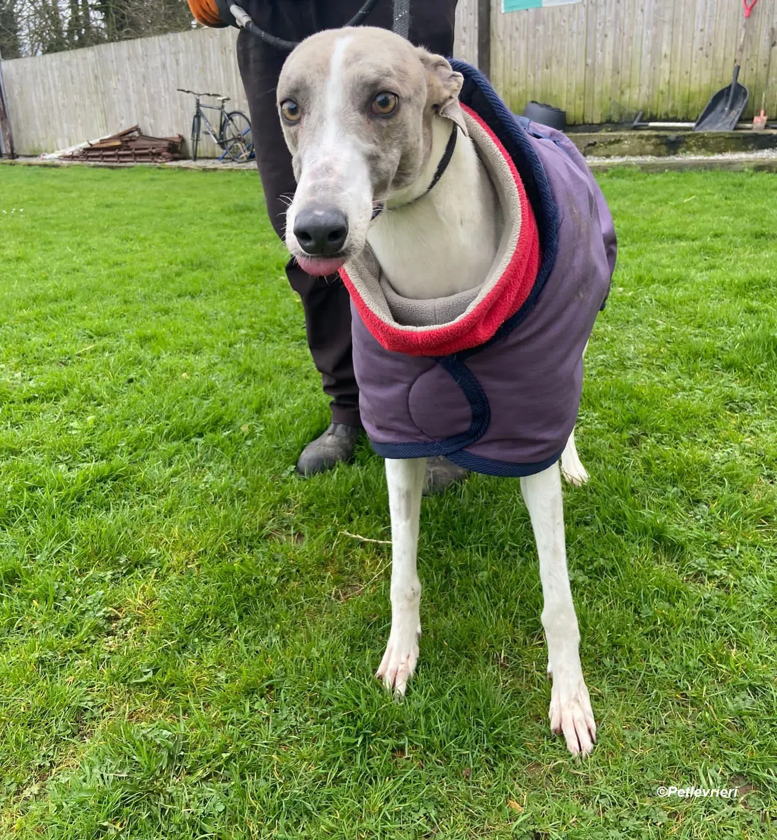 Norah adozione levrieri greyhound 6