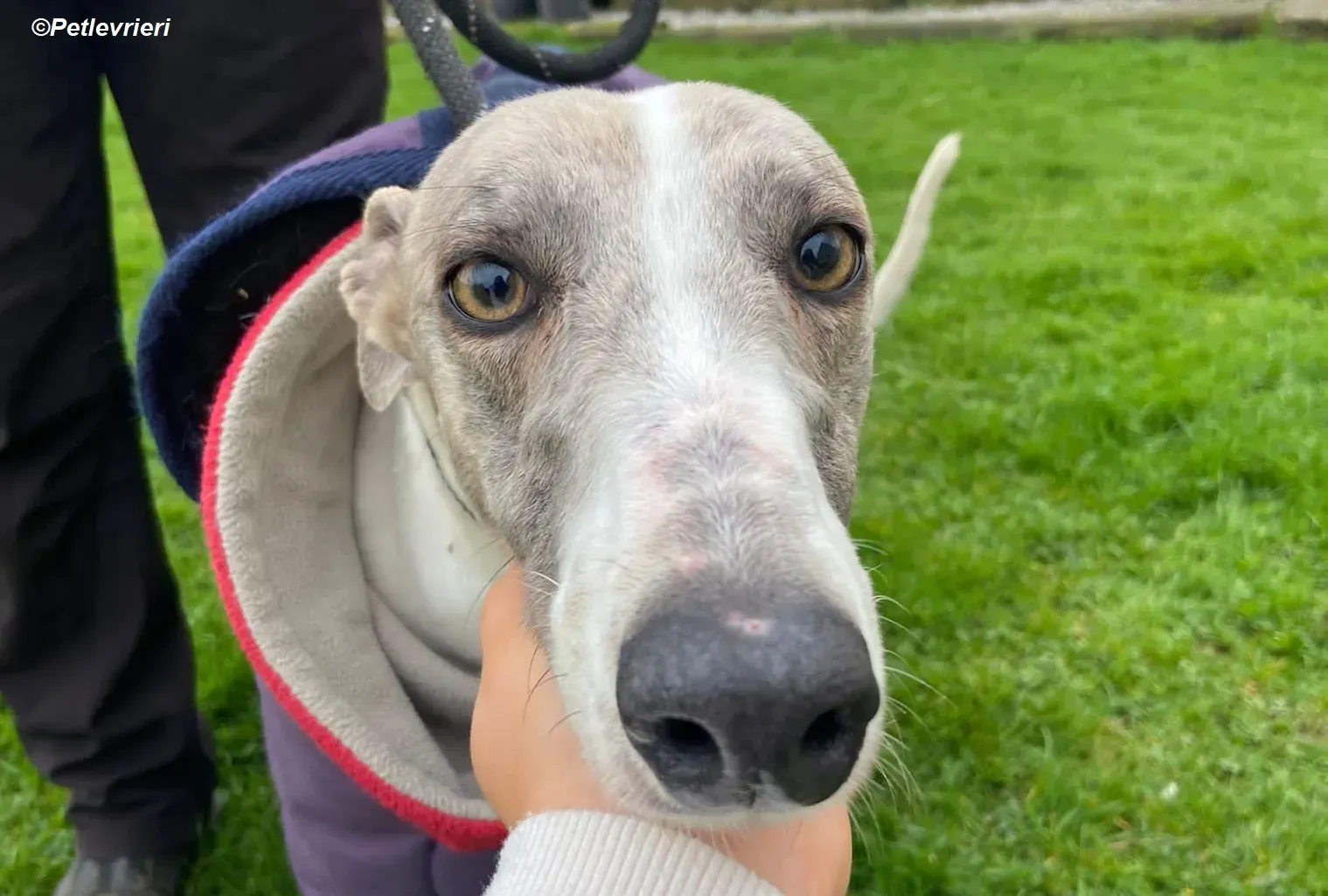 Norah adozione levrieri greyhound 7