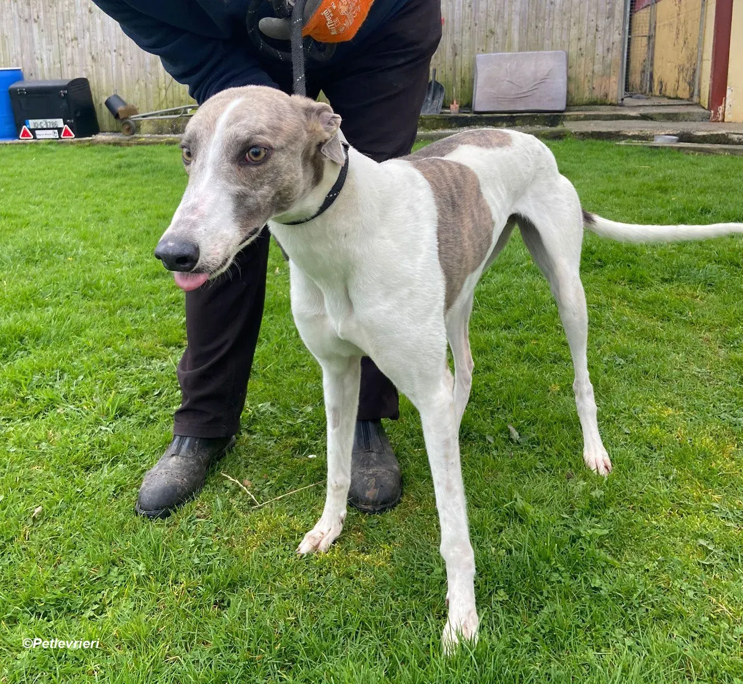 Norah adozione levrieri greyhound 8