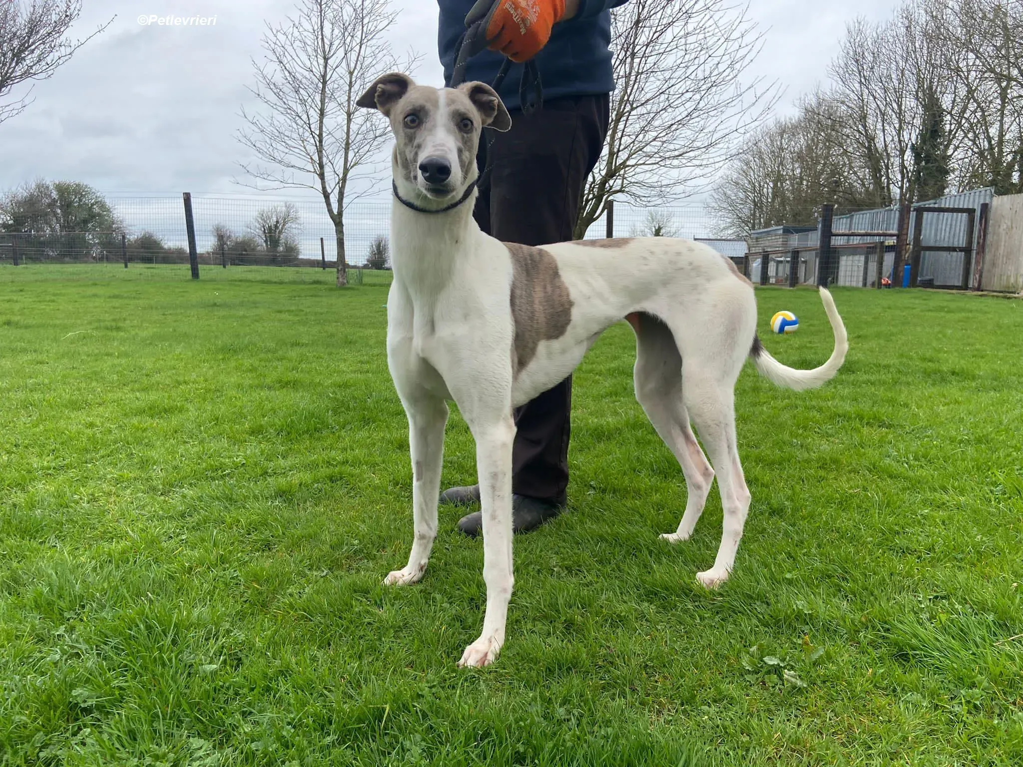 Norah adozione levrieri greyhound 9