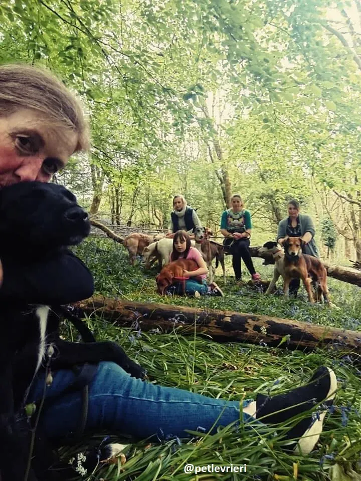 Novak adozione lurcher 1