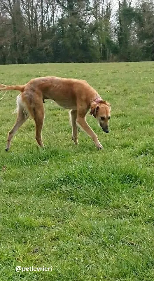 Novak adozione lurcher 10