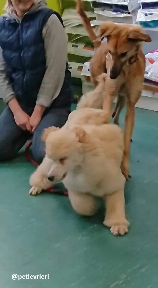 Novak adozione lurcher 11