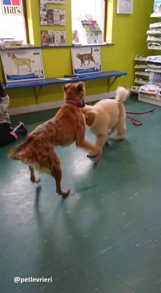 Novak adozione lurcher 12