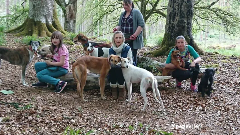 Novak adozione lurcher 13