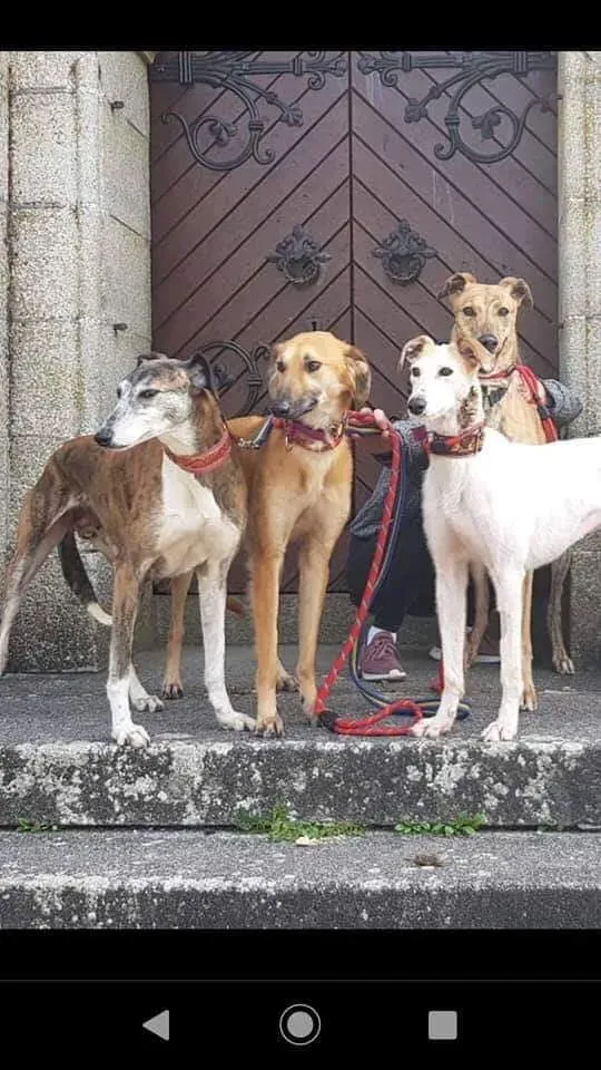 Novak adozione lurcher 14