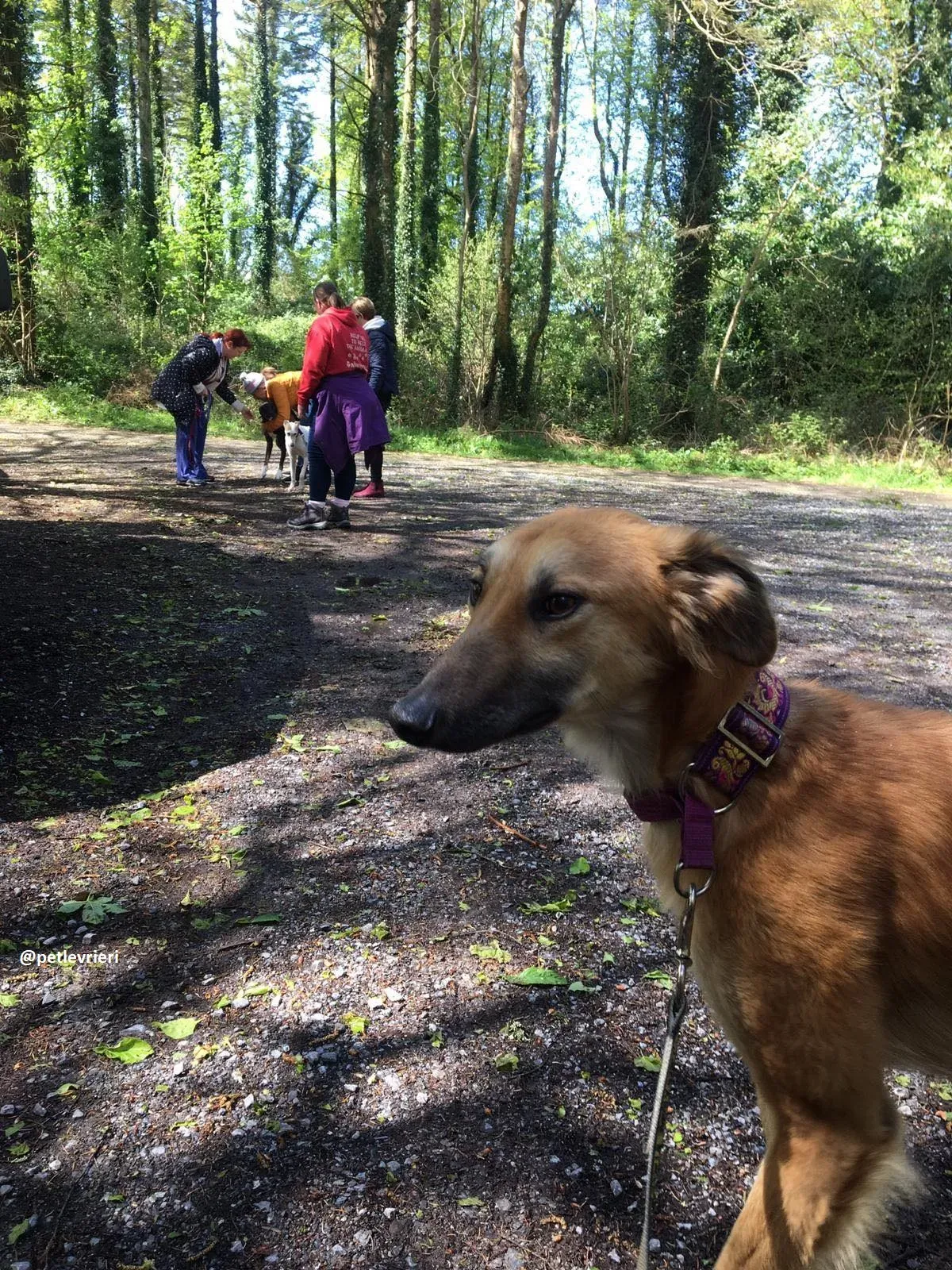 Novak adozione lurcher 15