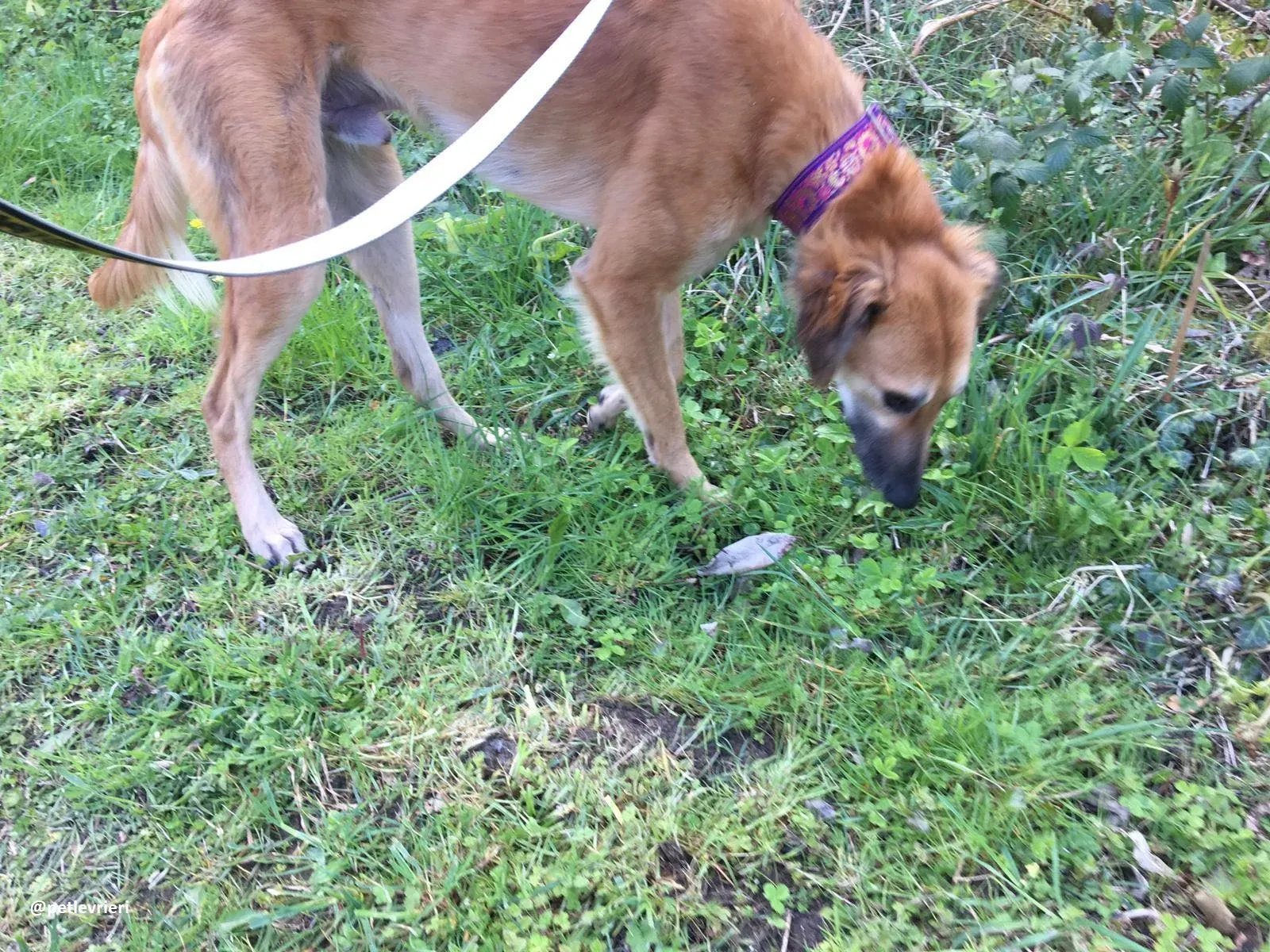 Novak adozione lurcher 16