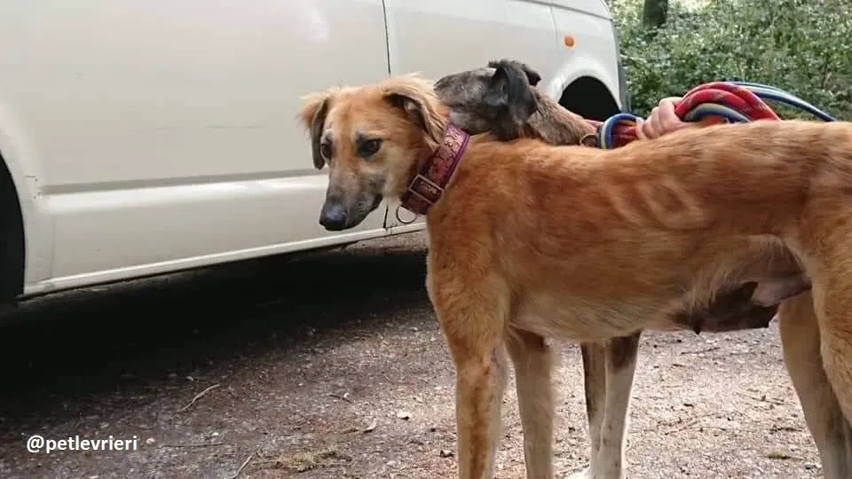 Novak adozione lurcher 17