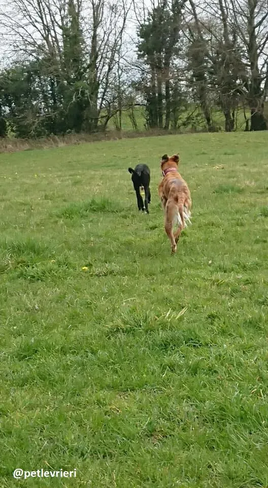 Novak adozione lurcher 18