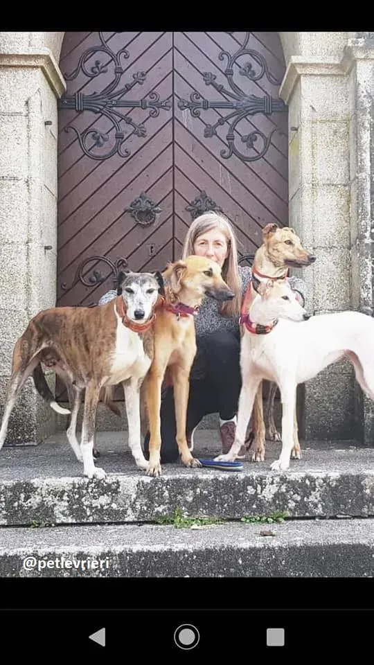 Novak adozione lurcher 19