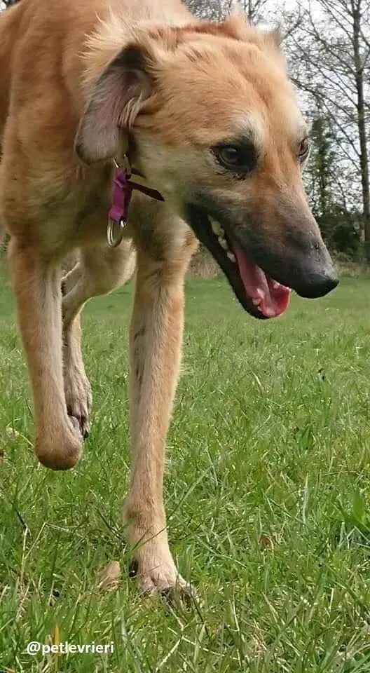 Novak adozione lurcher 2