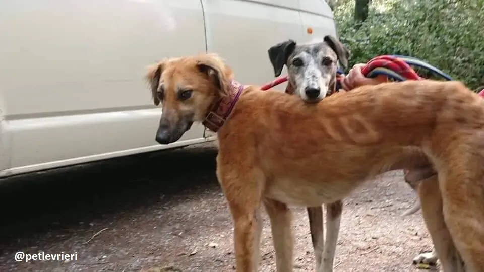 Novak adozione lurcher 3