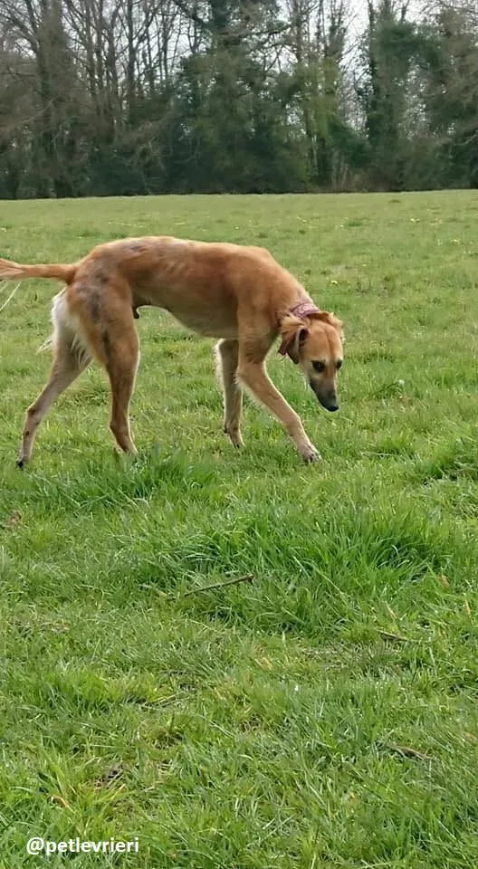 Novak adozione lurcher 4