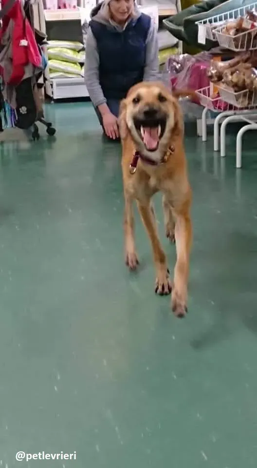 Novak adozione lurcher 5