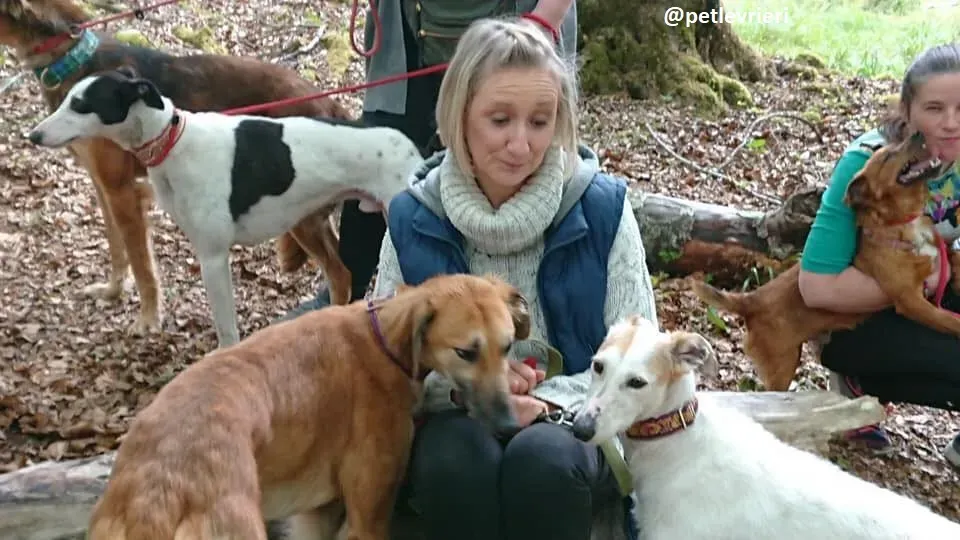 Novak adozione lurcher 6