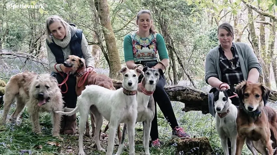 Novak adozione lurcher 9