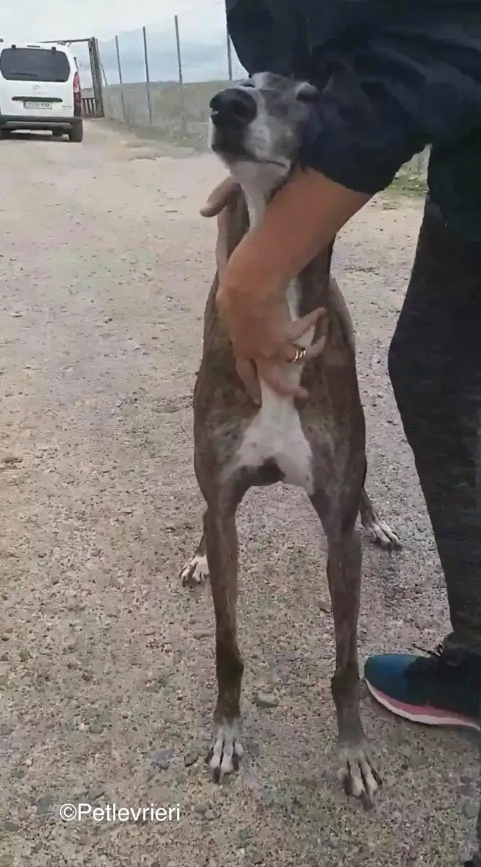 Nube adozione levrieri galgo 00