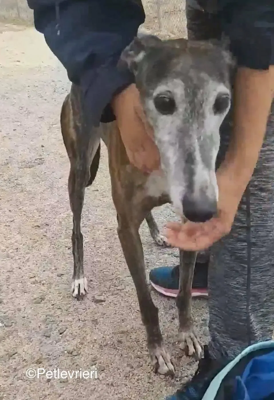 Nube adozione levrieri galgo 01