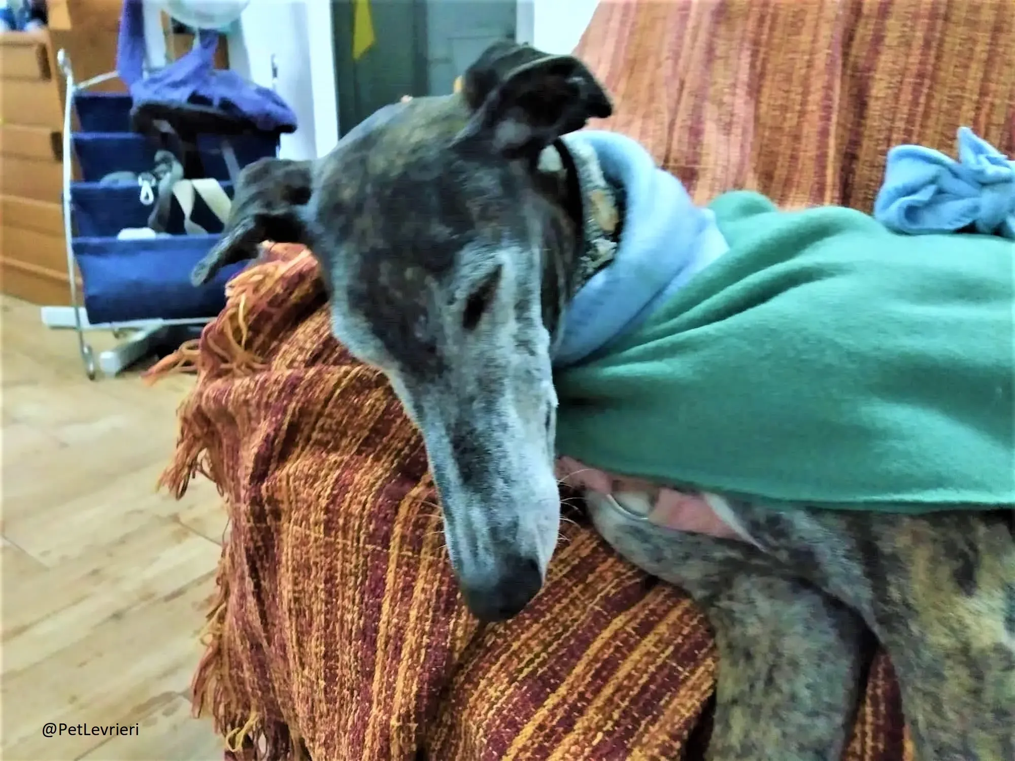 Nube adozione levrieri galgo 02 2