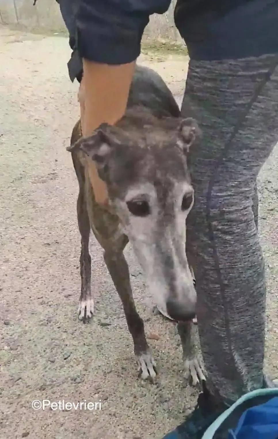 Nube adozione levrieri galgo 02