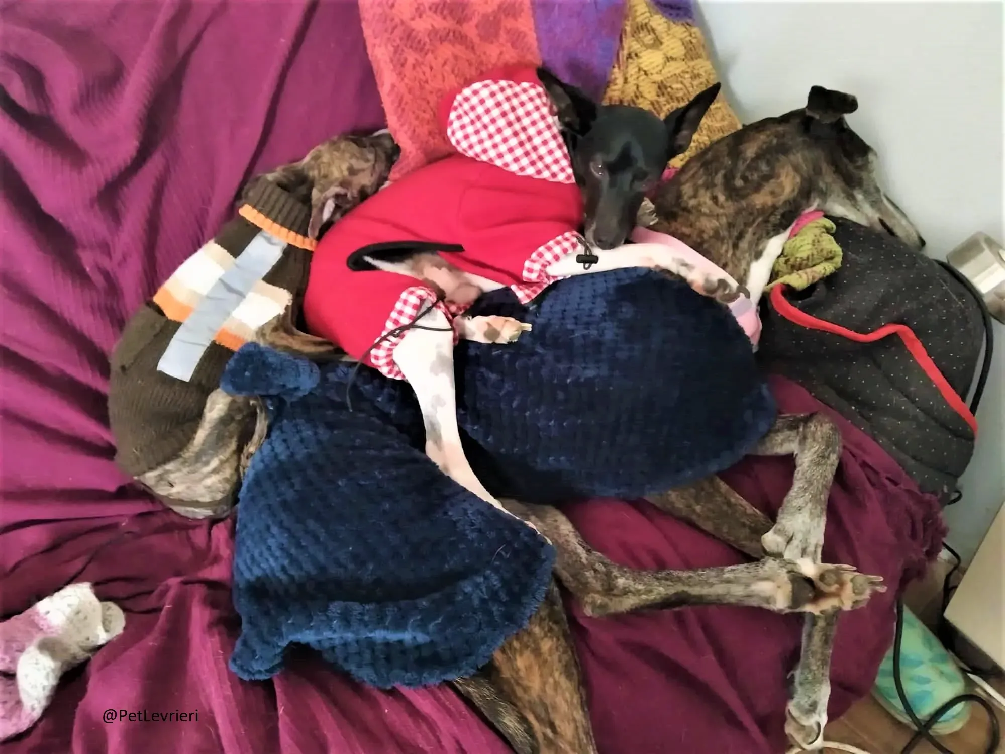 Nube adozione levrieri galgo 03 2