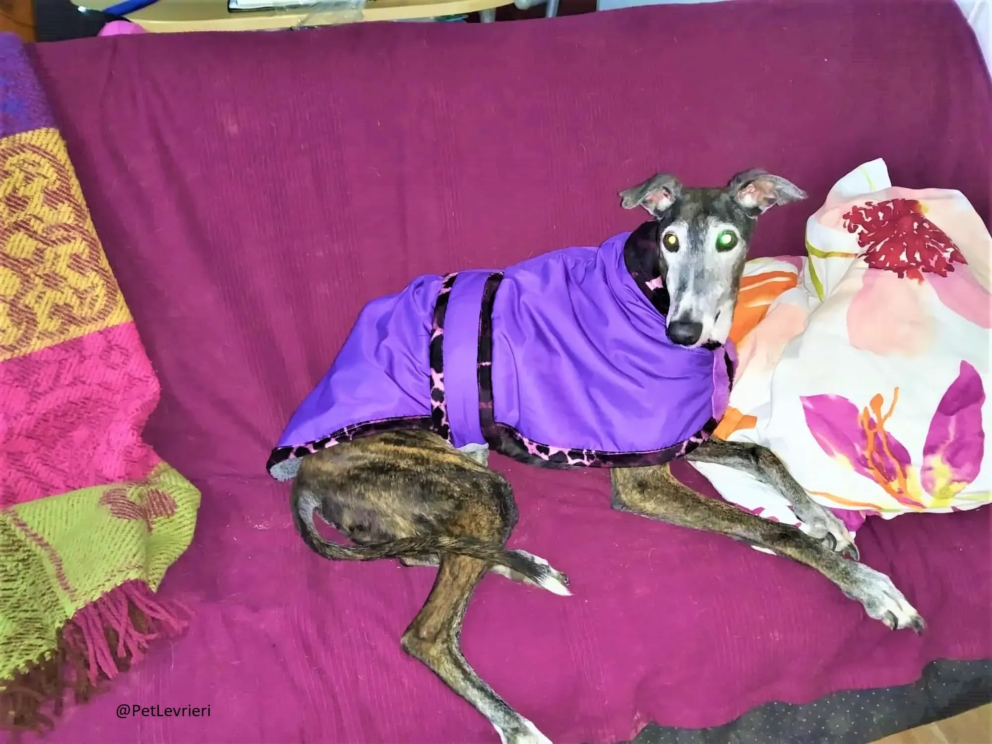 Nube adozione levrieri galgo 04 2