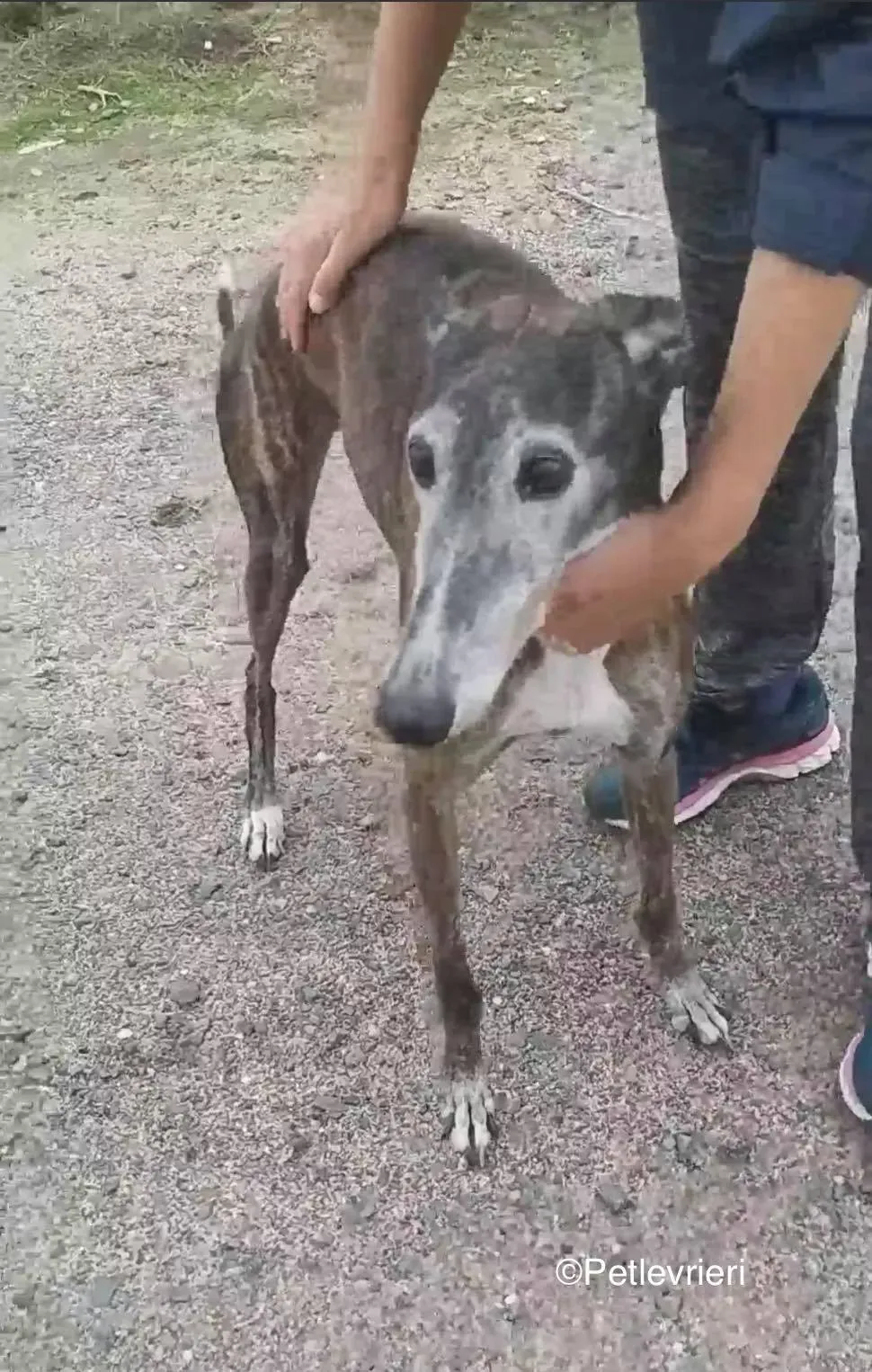 Nube adozione levrieri galgo 04